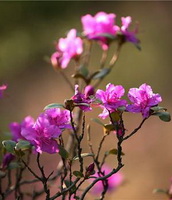 blomstrende kviste og blomster af Rhododendron dauricum L., med lyserøde blomster