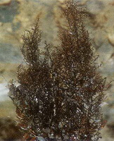 Sargassum pallidum Turn.C.Ag.:pianta secca 