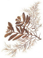 Sargassum pallidum Turn.C.Ag.:disegno di alghe