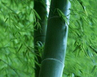 Schizostachyum chinense Rendle.:pianta in crescita
