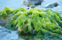 alga marina:pianta in crescita
