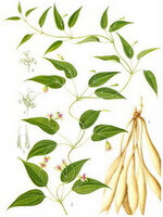 a drawing of Stemona japonica Bl.Miq.:plant,stem,leaves,flower petals and roots