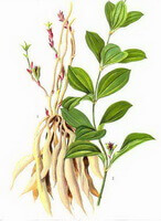 a drawing of Stemona sessilifolia,plant,leaves and stems, and roots