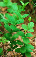 diverse piante in crescita di Stemona sessilifolia Miq, con foglie verdi