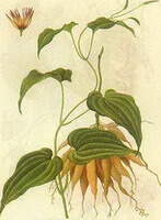 a drawing of Stemona tuberosa Lour.:plant,stem,leaves,flower petals and roots