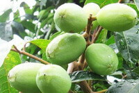 green fruits of Sterculia lychnophora Hance growing on branches