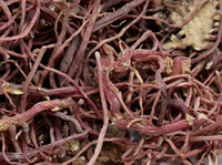 Tartarian Aster Root:herb photo