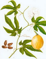 Trichosanthes kirilowii Maxim.:Zeichnung von Pflanze und Kraut