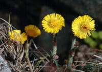 quattro arbusti fioriti di Tussilago farfara L, con fiori gialli