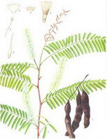 Acacia catechu Willd.:disegno di parti di piante
