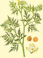 a colorful drawing of Cnidium monnieri L.Cuss.,green stem and leaves,flower spikes,small flower and seeds
