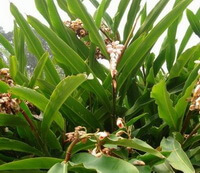 Alpinia katsumadai Hayat.:wachsende Pflanze