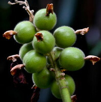 Alpinia katsumadai Hayat.:grüne Früchte