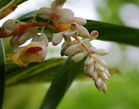 Amomum kravanh Pirre ex Gagnep.:flowering plant