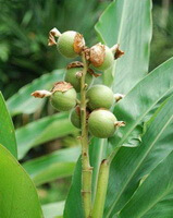 Amomum kravanh Pirre ex Gagnep.:fruiting plant