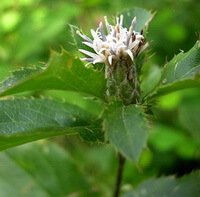Atractylodes lancea Thunb. DC.var. chinensis Bunge Kitam.:blühende Pflanze