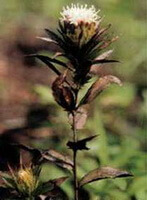 Atractylodes lancea Thunb.DC.:pianta in fiore