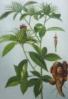 Atractylodes lancea Thunb.DC.:tegning af plante og urter