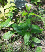Atractylodes lancea Thunb.DC.:arbusti in crescita