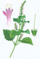 Pogostemon cablin Blanco Benth.:drawing of plant and flowers