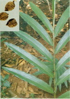 Amomum longiligulare T.L.Wu.:pianta in crescita con frutti