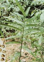 Amomum villosum Lour:plante en croissance