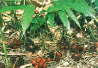 Amomum villosum Lour:plants with fruits