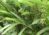 Amomum villosum Lour. var. xanthioides T. L. Wu et Senjen.:voksende plante med frugt