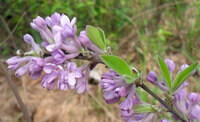 Daphne genkwa sieb.et Zucc.:flower buds on branch tip