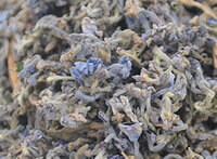 Lilac Daphne Flower Bud:herb photo