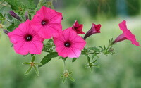 Pharbitis nil L.Choisy.:growing plant with pink flowers
