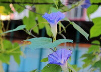 Pharbitis nil L.Choisy.:voksende plante med blå blomster