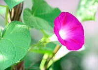 Pharbitis purpurea L.Voigt.:voksende plante med lyserød blomst
