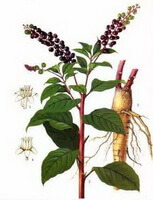 Phytolacca acinosa Roxb.:drawing of plant and herb