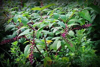 Phytolacca acinosa Roxb.:Fruchtpflanzen