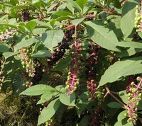 Phytolacca americana L.:frugtplanter