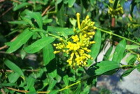 Wikstroemia chamaedphne Meisn.:blomstrende planter