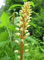 Gastrodia elata Bl.:flowering plant