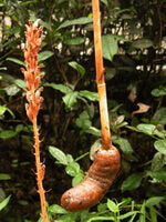 Gastrodia elata Bl.:flowering plant and fresh rhizome