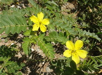 Tribulus cistoides L.:flowering plant