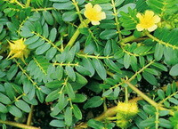 Tribulus terrestris L.:blomstrende plante