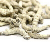 Stiff Silkworm:herb photo