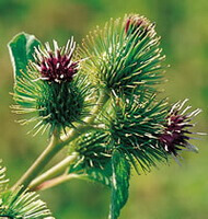 Arctium lappa L:Blätter und Blüte