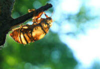 cicada slough:på en trægren