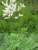 Cimicifuga dahurica Turcz.Maxim.:blomstrende plante