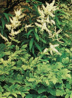 Cimicifuga heracleifolia Kom.:pianta in fiore