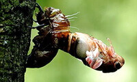 Cryptotympana pustulata Fabr.:en Cicada kommer fra slough på et træ