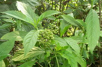 Dichroa febrifuga Lour:flowering plant in forest