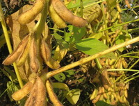 Glycine max L.Merr.:getrocknete Pflanze mit Schoten