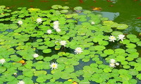 Lemna minor L.:blühende Pflanze im Teich